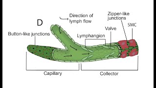 How inefficient Immune Cells Would be Without Lymph Transport  Pr Jimmy Moore PhD [upl. by Melburn]