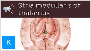 Stria medullaris of thalamus  Anatomical Terms Pronunciation by Kenhub [upl. by Quintilla]