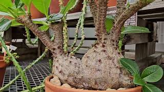 PACHYPODIUM DENSYFLORUM MADAGASCAR [upl. by Leon161]