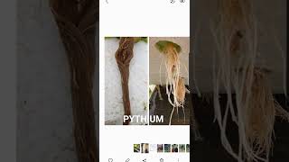 PYTHIUM HIDROPONIA [upl. by Lashonde]