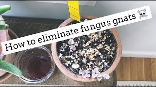 how to get rid of fungus gnats  easy and cheap [upl. by Rimidalb]