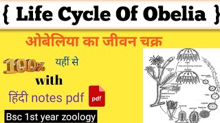 ओबेलिया का जीवन चक्र। life cycle of obelia। obelia। obelia bsc 1st year in hindi। obelia diagram [upl. by Htidirem329]