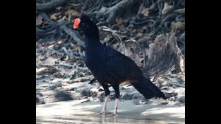 Razorbilled Curassow IN THE WILD  Mitu tuberosum  mutumcavalo Puro Pulso Agosto2016 [upl. by Nofets]