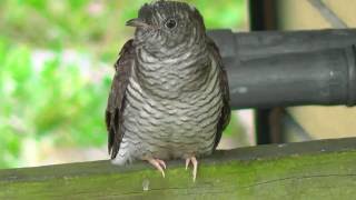 Vroege Vogels  Heggenmus voert koekoeksjong [upl. by Erdreid]