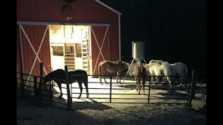 Automatic Horse Feeder by Feed Smart Testimonial Ziegler Farm [upl. by Dahs]