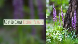 Liriope Growing Guide Lilyturf  Monkeygrass by GardenersHQ [upl. by Leiuqeze]