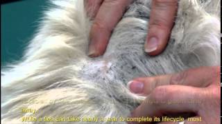 Facts about Fleas [upl. by Nylavad]