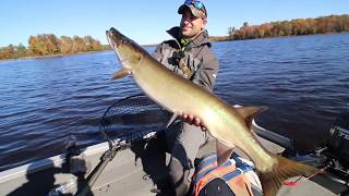 Chippewa Flowage Musky Fishing  Fall Trolling [upl. by Aynuat175]