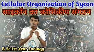 Cellular Organization  Histology of Sycon  BSc1st year  Zoology  by Prahalad Sir [upl. by Weathers]