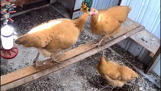 Buff Orpington pullet 🐓four months old chickens☀️☀️🍂late September [upl. by Casia]