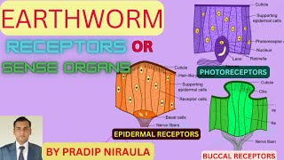 RECEPTORS OR SENSE ORGANS OF EARTHWORM II EARTHWORMCLASS 11 II NEB II CEE II PRADIP NIRAULA [upl. by Marybella]