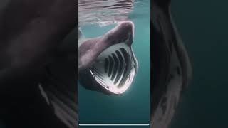 Basking shark [upl. by Bain]