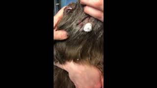 Cryosurgery on a dog  Using CryoIQ PRO cryo pen with D3 tip treating multiple skin lesions [upl. by Liagabba555]