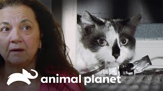 Seu gato é violento e não pode receber seus netos em casa  Meu Gato Endiabrado  Animal Planet [upl. by Croom]