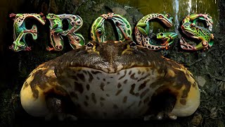 Evolution of FROGS [upl. by Jerrol]