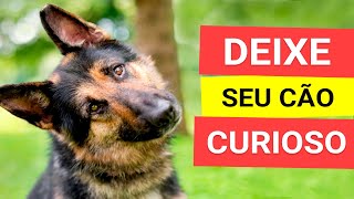 Som para Deixar Qualquer Cachorro Curioso TESTADO [upl. by Kacy]