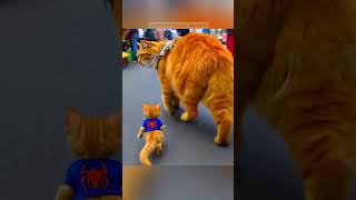 kitten runs following its mother✌️♥️cat kitten cute shorts [upl. by Nawram]