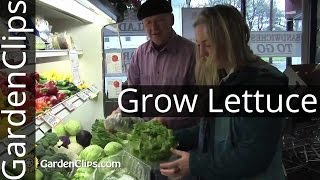 Lettuce Planting at Home is Easy and Fun  How to Grow Lettuce  When to plant lettuce [upl. by Yentterb]