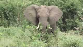 Overland 12  Clip 18  The wonderful African wildlife  La meravigliosa fauna Africana [upl. by Wootan]