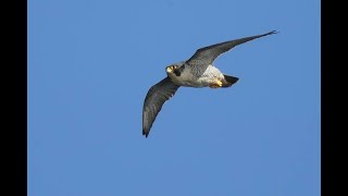 Güvercinlere Atmaca Kılıç kanat saldirdi Peregrine falcon attacks turkish tumbler pigeon [upl. by Bitthia]