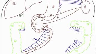 Disposition of Abdominal Viscera [upl. by Alf724]