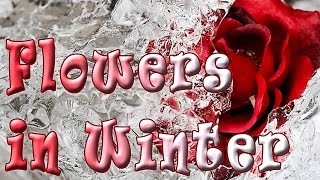 Flowers in Winter Зимние цветы [upl. by Octavie]