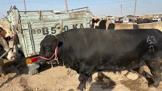 BIGGEST GIANT BULLS IN THE WORLD 2024  GIANT COW [upl. by Chev]