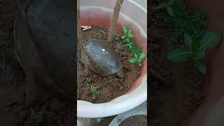 Indian flapshell turtle Lissemys punctata [upl. by Winebaum]