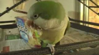 Quaker Parrot VERY excited with Box [upl. by Pliner862]