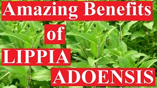 Benefits of LIPPIA LEAVES [upl. by Libbna]