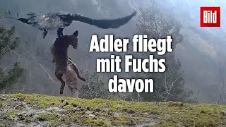 Norwegen Adler krallt sich einen Fuchs [upl. by Nilrah]