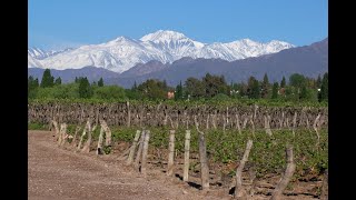 Mendoza Argentina  Malbec wines are now found on Retail store shelves around the world [upl. by Gomez271]