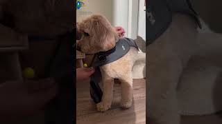 Fight the summer scaries with our ThunderShirt ASMR Help your dog stay calm during thunderstorms a [upl. by Kcirdec]