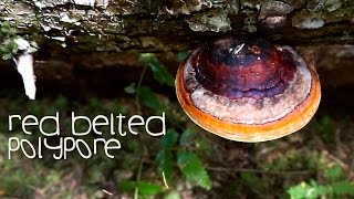 Red Belted Polypore  Medicinal Mushroom Mysteries  Harmonic Arts [upl. by Granoff]