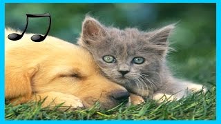 Musik Entspannende für Hunde Katzen Musik zum Schlafen Tiere 🎵♫ [upl. by Coridon]