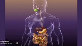 Metformin Part 2 How Does it Work [upl. by Salman]