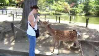 Japanese Deer bowing [upl. by Agostino]