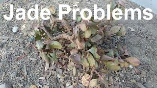 Common Jade Plant Problems [upl. by Evets972]