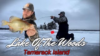 Ice Fishing Lake Of The Woods  Monster Crappies Tamarack Island [upl. by Rizan752]