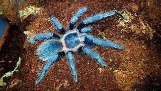 Salmon Pink Birdeater Feeding [upl. by Ybeloc]