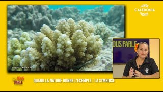 ÇA VOUS REGARDE  Quand la nature donne lexemple  la symbiose [upl. by Alie]