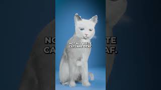 The Hidden Truth About White Cats That Will Leave You Speechless facts cat catshorts catfacts [upl. by Dena]