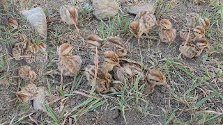 Little cute Chicks Playing  Dakhni Teetar ke Bache [upl. by Guidotti]