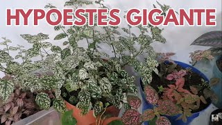 hypoestes como hacerlo gigante CHUYITO JARDINERO [upl. by Ravens]