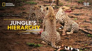 Jungle’s Hierarchy  Animal Fight Club  हिन्दी  Full Episode  S4  E2  National Geographic [upl. by Alaekim363]