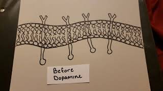 Dopamine Signaling Pathway [upl. by Nyllek211]