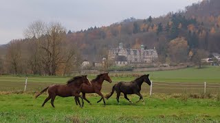 Absetzen und Weideumtrieb in Hämelschenburg [upl. by Reivilo]