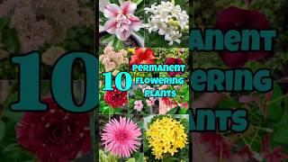 10 Best Permanent Flowering Plants for your Garden permanentflowers shorts viral reels flowers [upl. by Cyndy193]