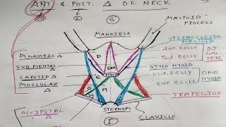 Anterior and Posterior Triangle of Neck  Head and Neck Anatomy  TCML Anatomy [upl. by Bussy469]