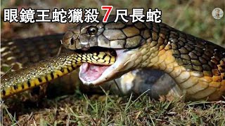 眼鏡王蛇 獵殺並吃掉7尺長蛇 被入侵眼鏡蛇攻擊打敗 結局如何？動物世界king cobra [upl. by Aehtrod272]